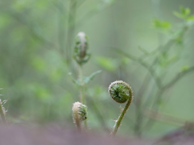 Luonto herää eloon keväällä (Espoo, Suomi)