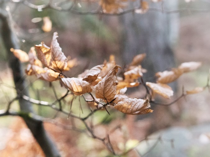 Syksyn lehtiä puissa keväällä (Forêt de Fontainebleau, Ranska)