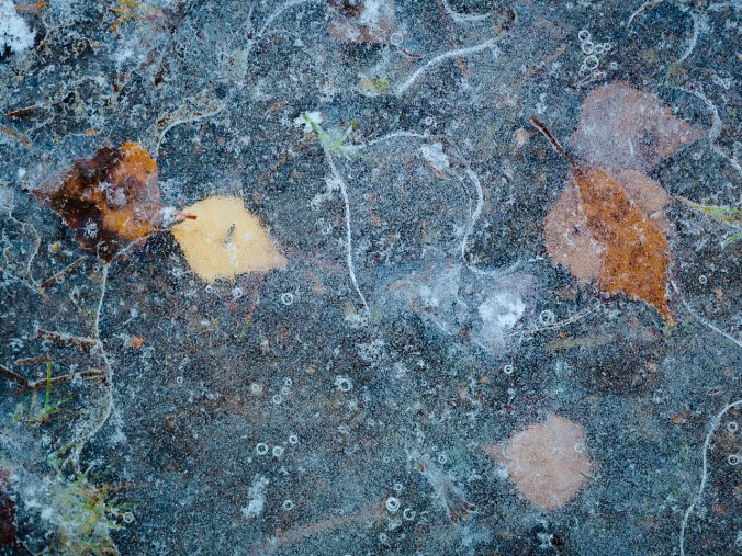 Veteen jäätyneitä lehtiä (Luohua)