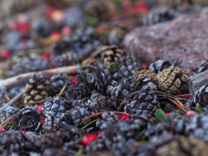 Käpyjä maassa syksyllä (Luohua)