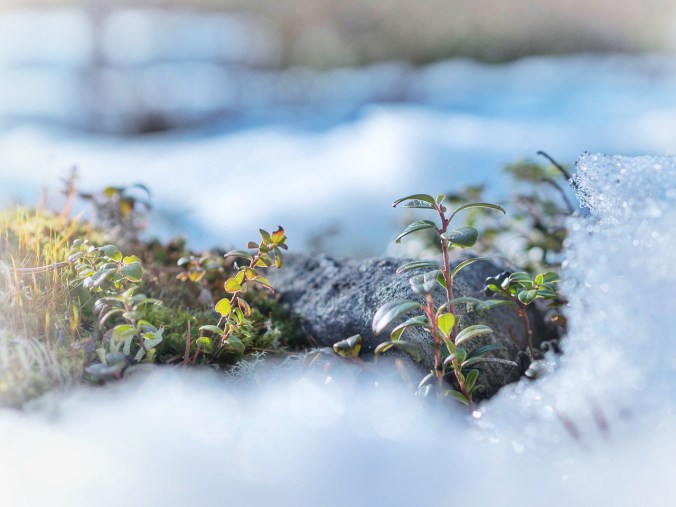 Puolukanvarsia lumen keskellä (Luohua)