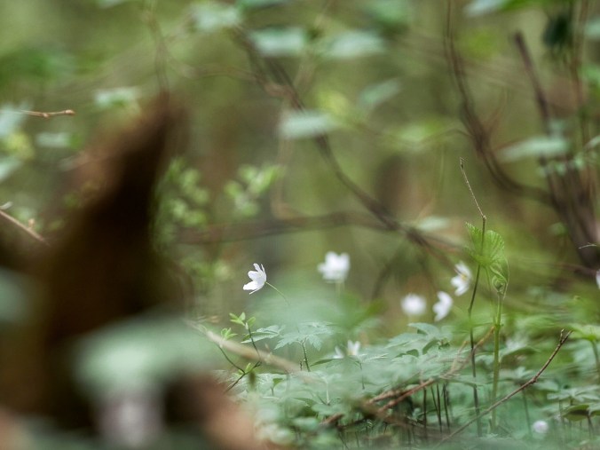 Valkovuokkoja Espoossa