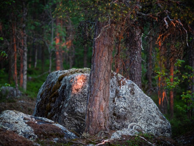 Metsä keskiyön auringossa